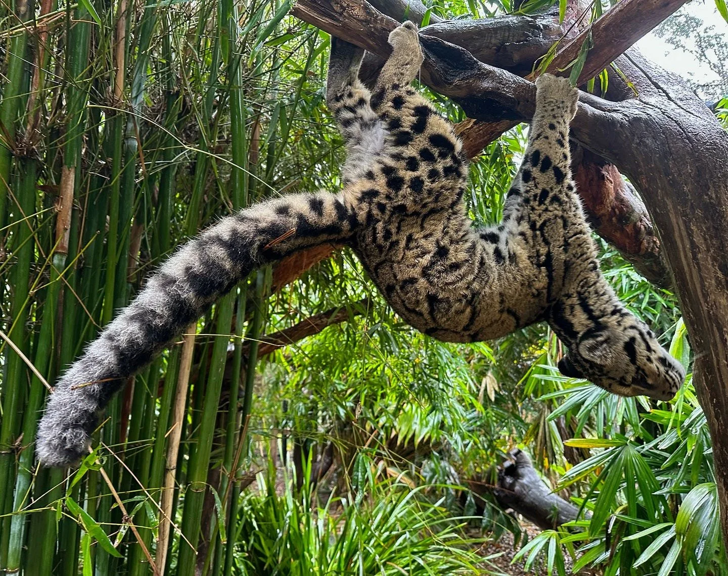 Tails from Philanthropy