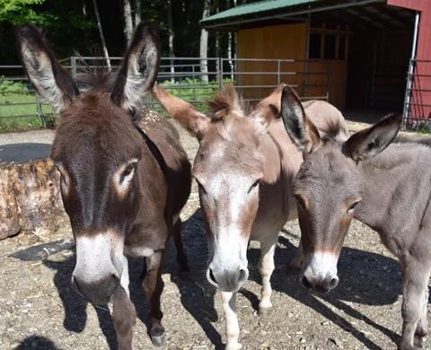 Funders, I Want to Tell You About My Donkeys