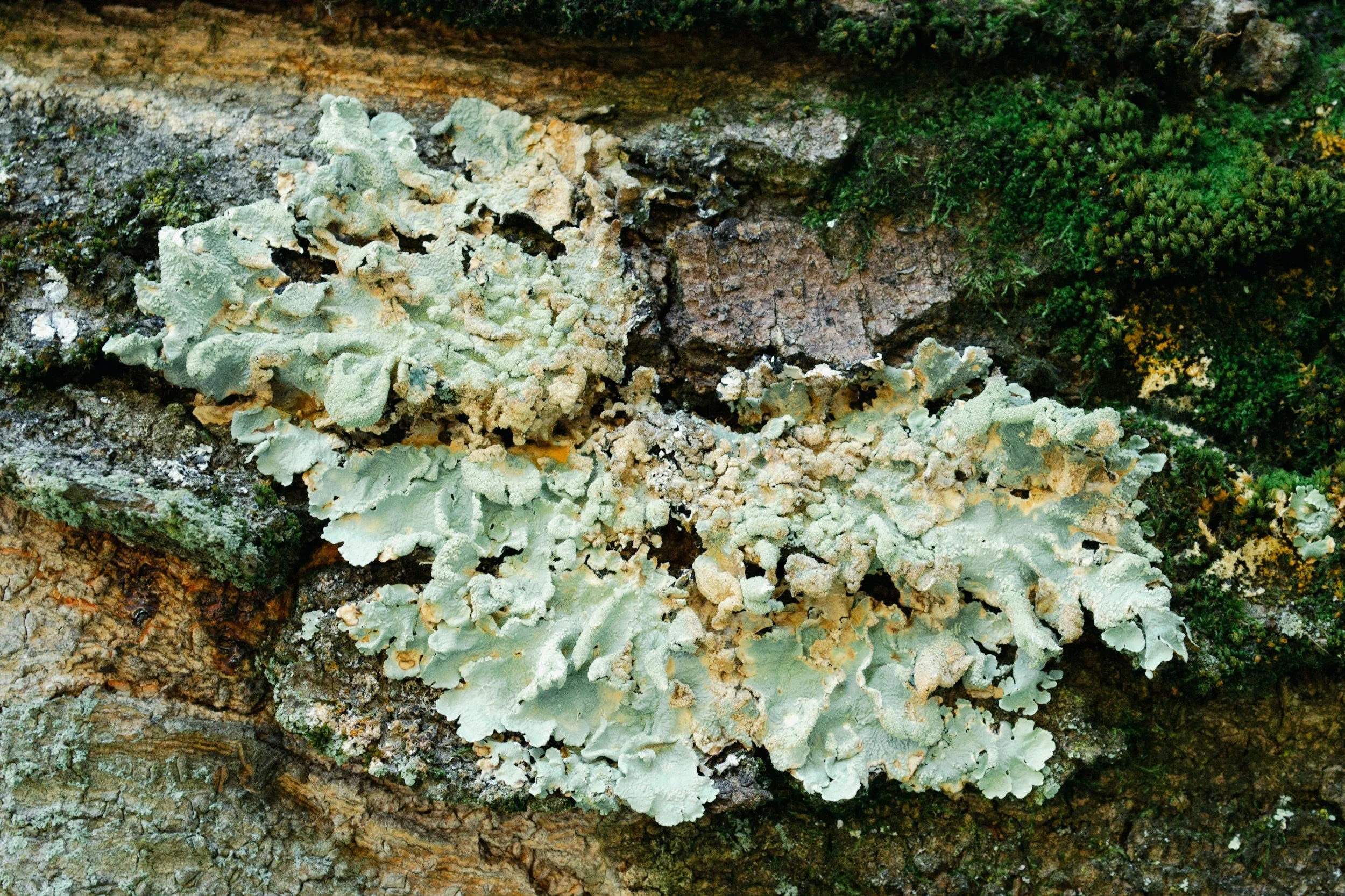 Close-up of tree bark with light green lichens and green moss.