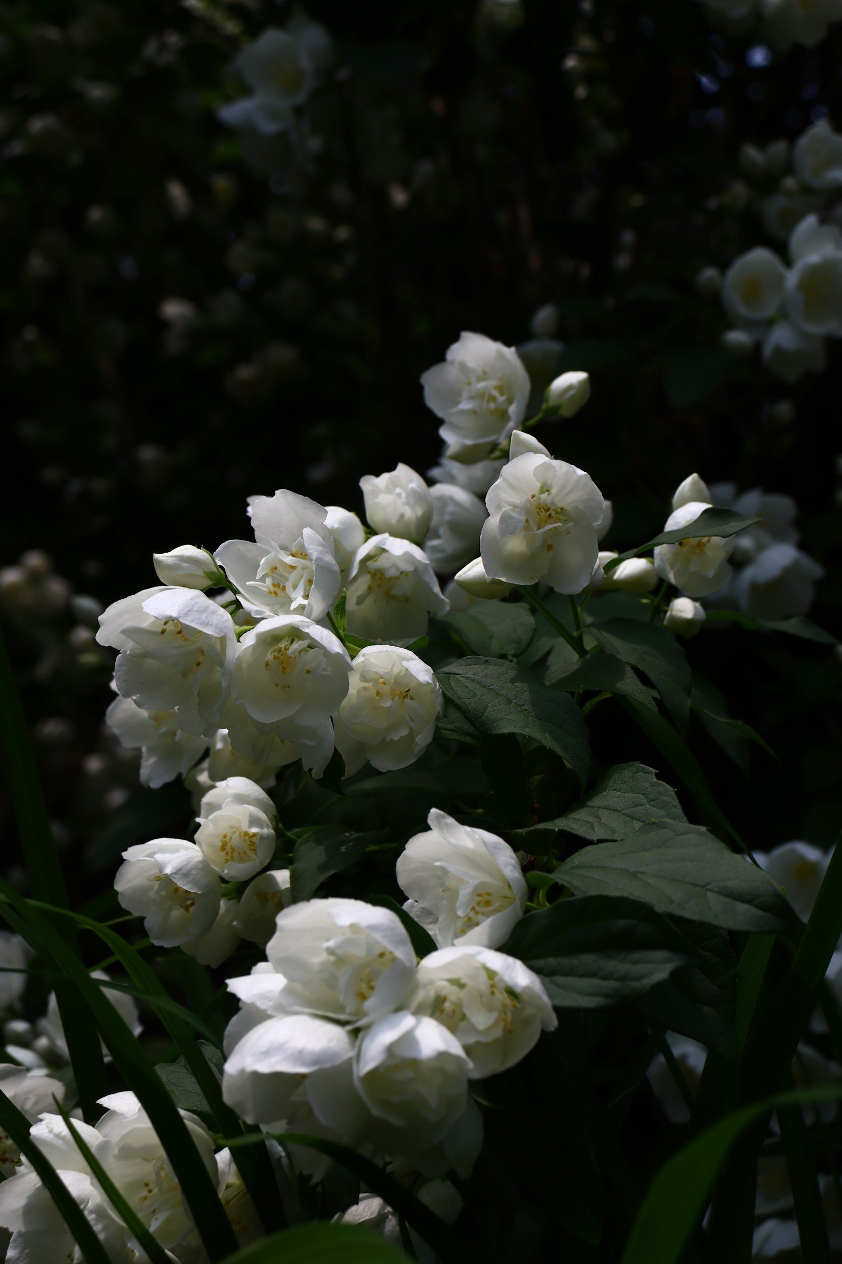 White flowers with dark green leaves against a dark background, partially illuminated.