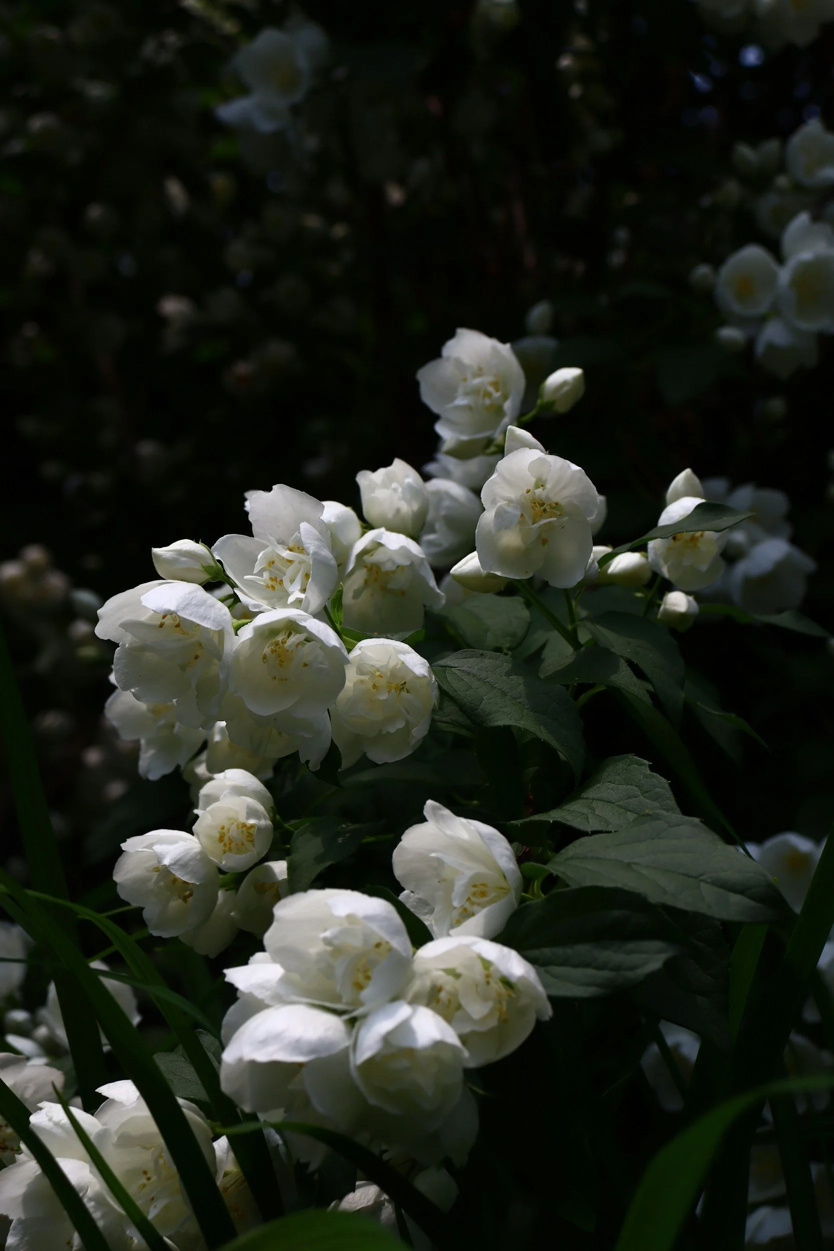 Close-up of white flowers with yellow stamens blooming on dark green foliage.