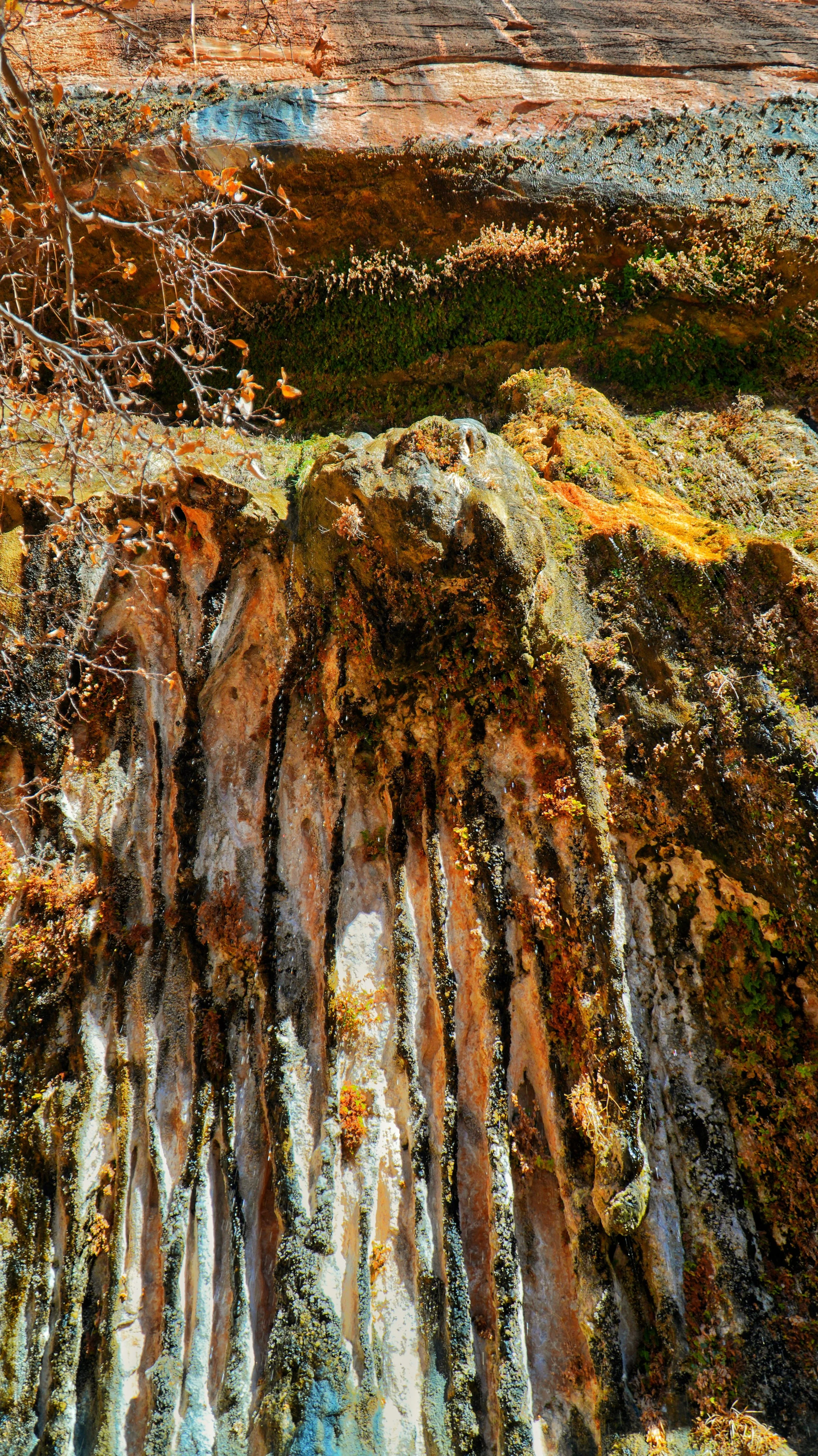 Close-up view of a moss-covered, rocky cliff with water trickling down and a small tree or shrub with orange-brown leaves on the left side.