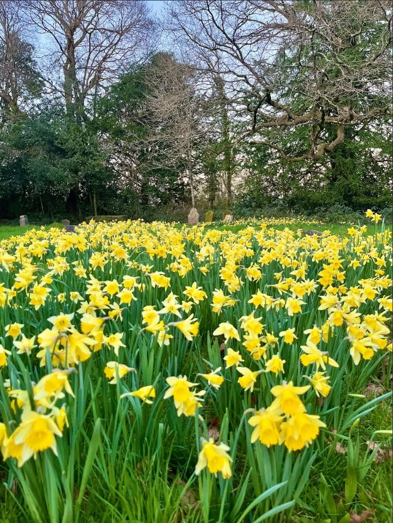 The Daffodils