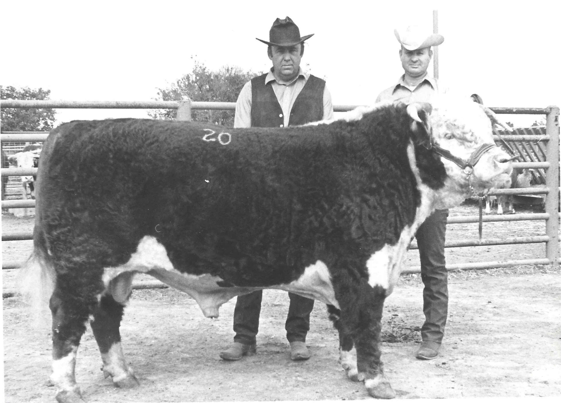Jim Luther (middle), former owner of the ranch house, when the property operated as a Hereford cattle ranch breeding and showing prize bulls with The American Hereford Association.