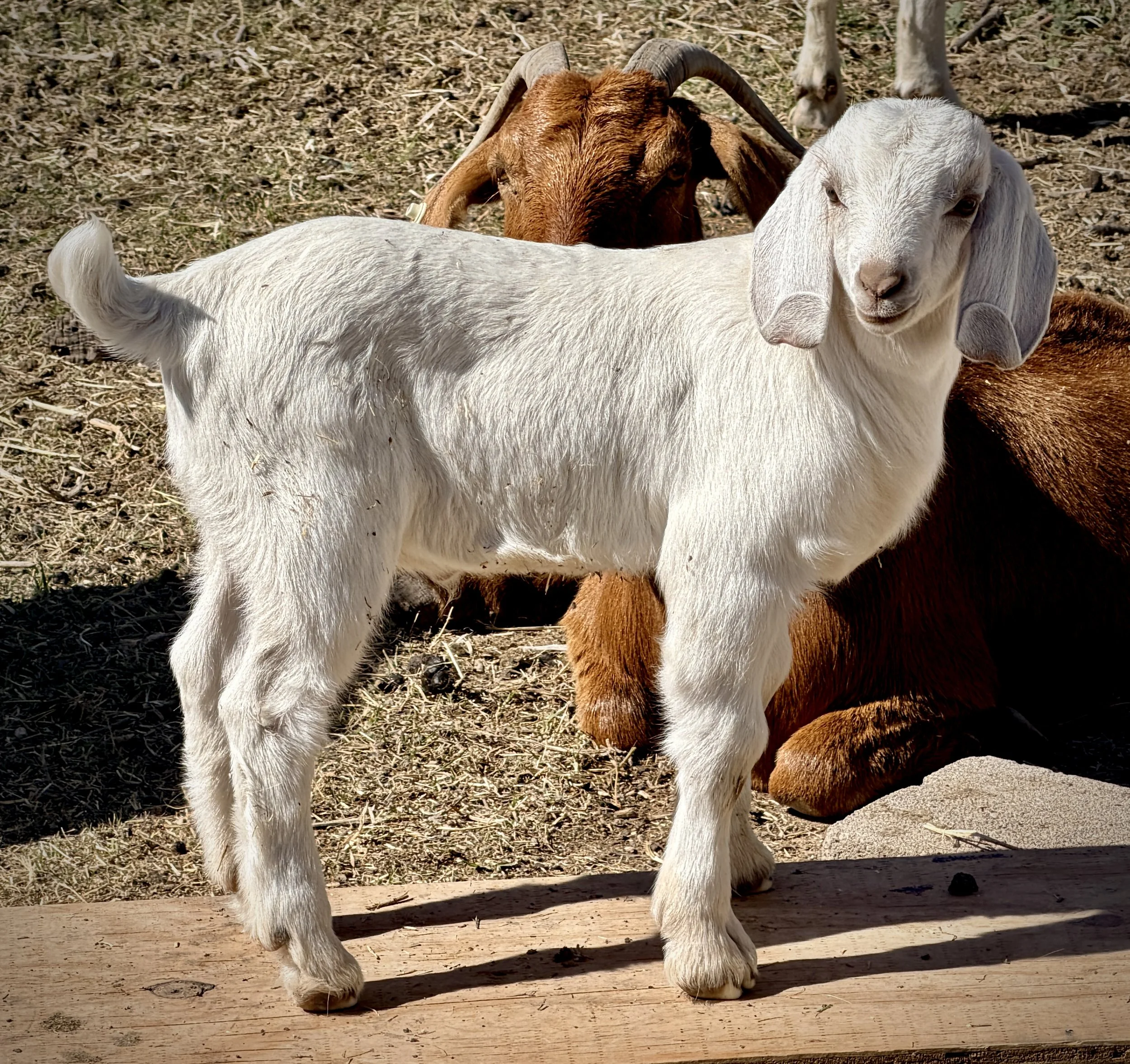 A young white goat standing on a wooden platform in a farmyard, with a brown goat lying behind it and another goat partially visible in the background.