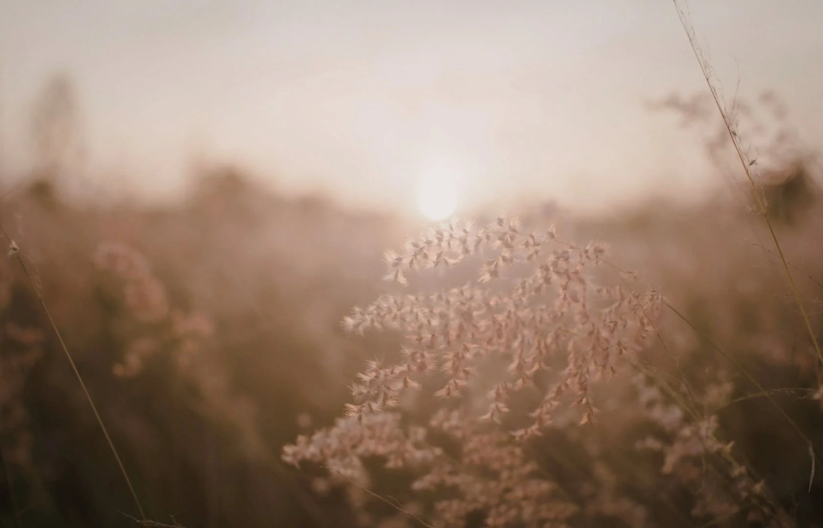 Blurred photo of dry grass or plants with the sun in the background, creating a hazy, warm atmosphere.