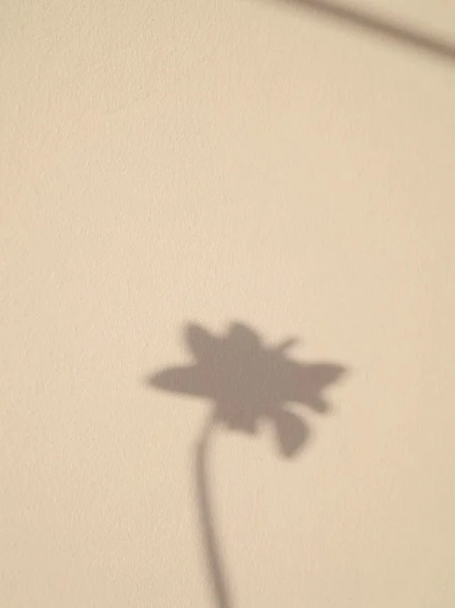The shadow of a flower cast on a plain wall.