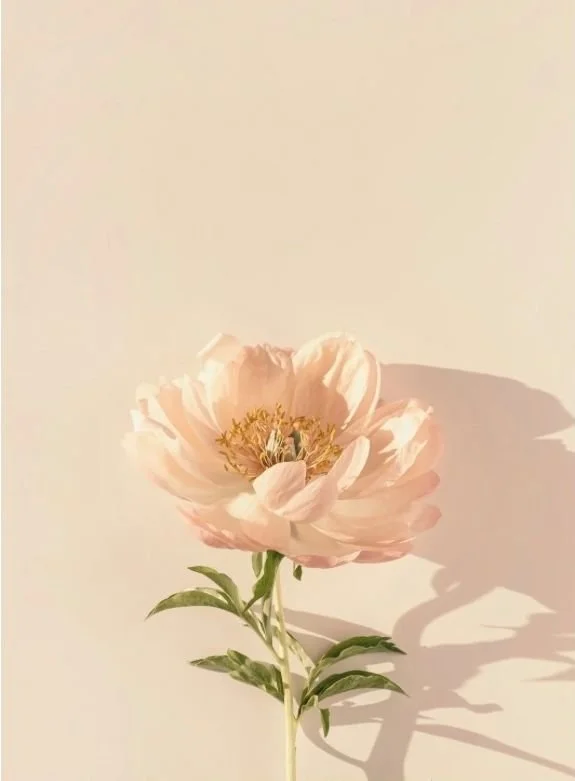 A pale pink peony flower with yellow stamens against a plain, light-colored background, casting a shadow.