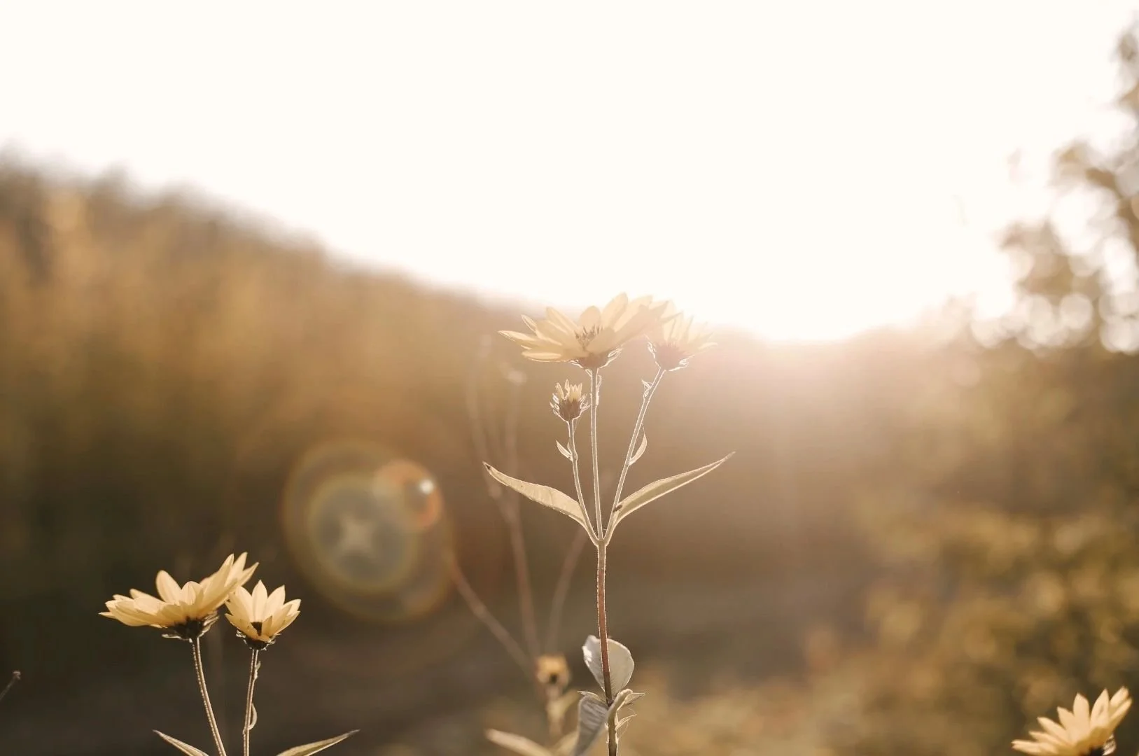 Flowers (daisy-like) illuminated by sunlight during sunset or sunrise.