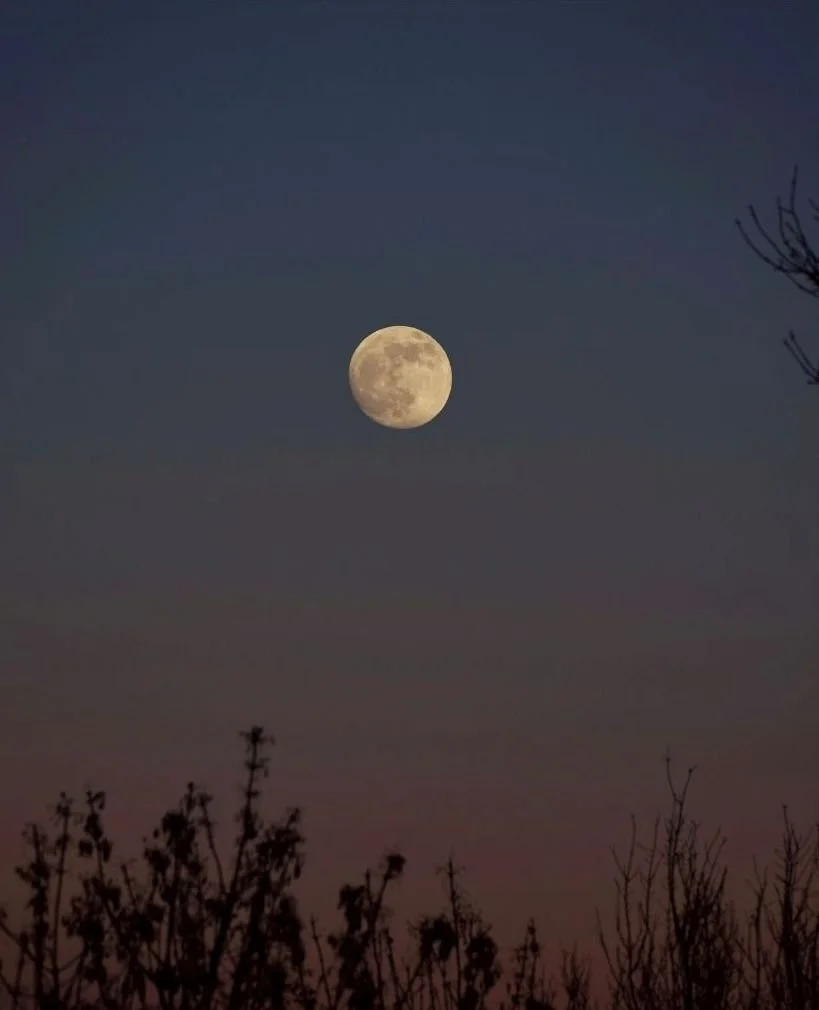 The moon shining in a clear night sky with tree branches in the foreground.
