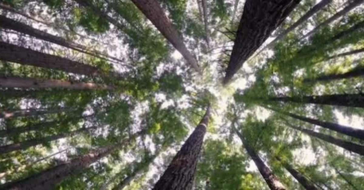 A view of treetops from the ground.jpg
