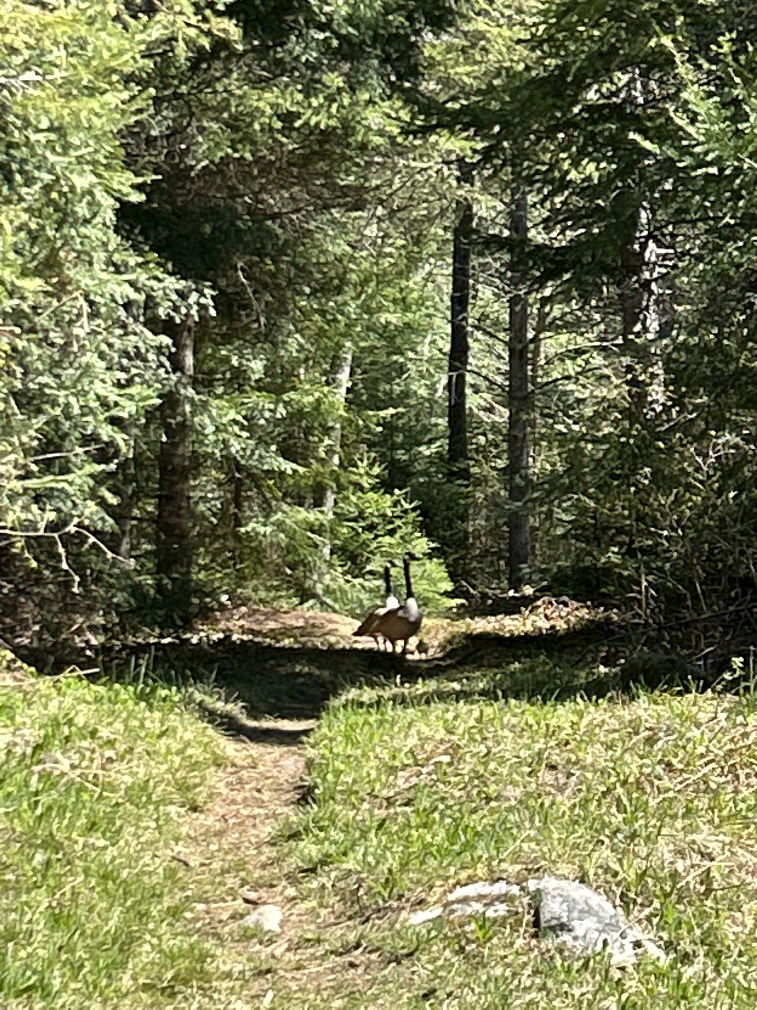 IMG_4766.JPEG