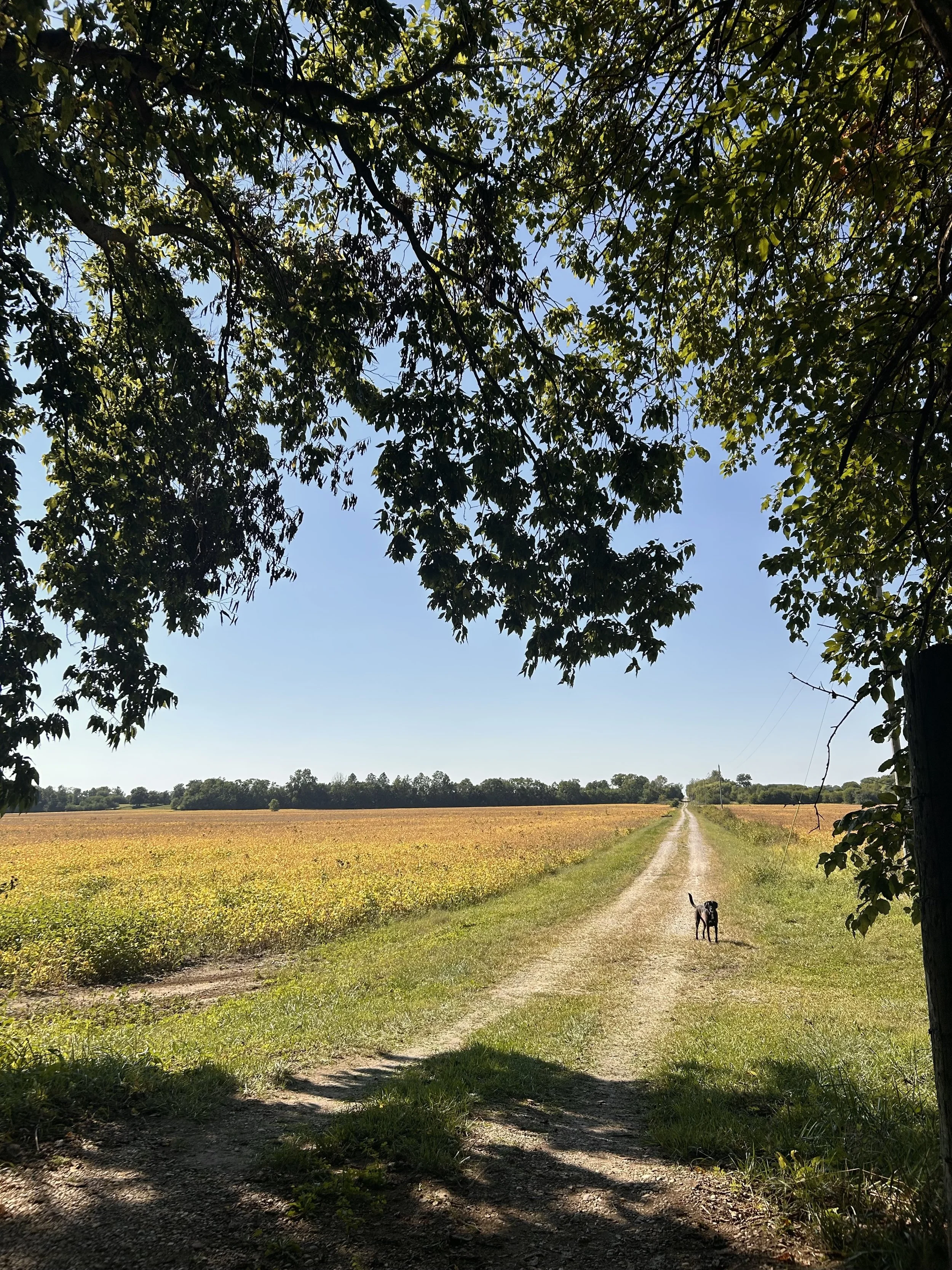 A rural dirt road running through open fields with a dog standing on the road, shaded by trees overhanging from both sides, under a clear blue sky.