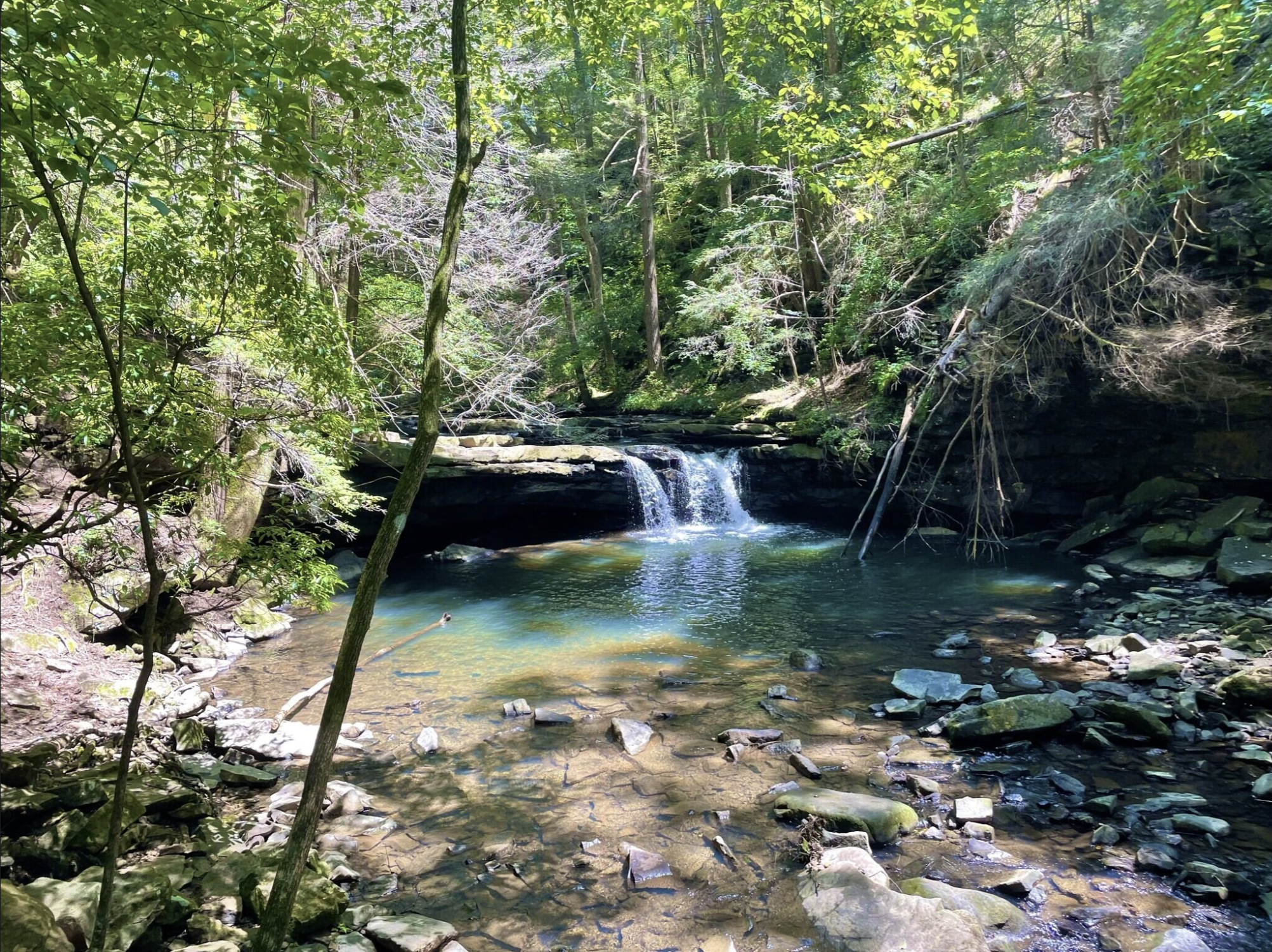 A small waterfall flows into a rocky stream surrounded by lush green trees in a forest.