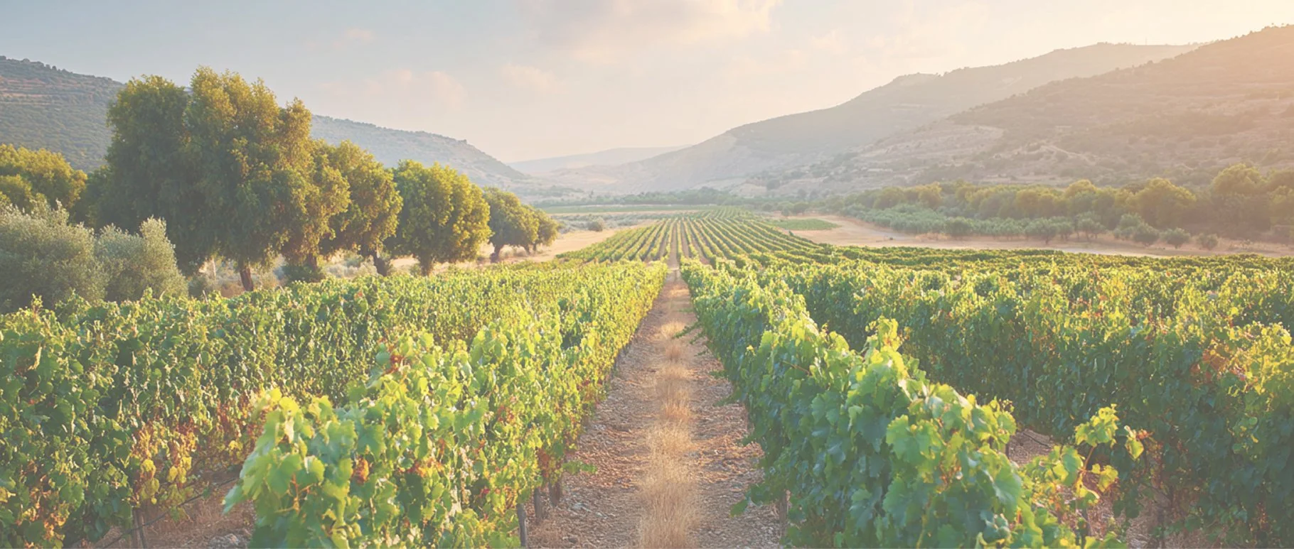 Vineyard with rows of grape vines, trees, and distant mountains in soft sunlight.