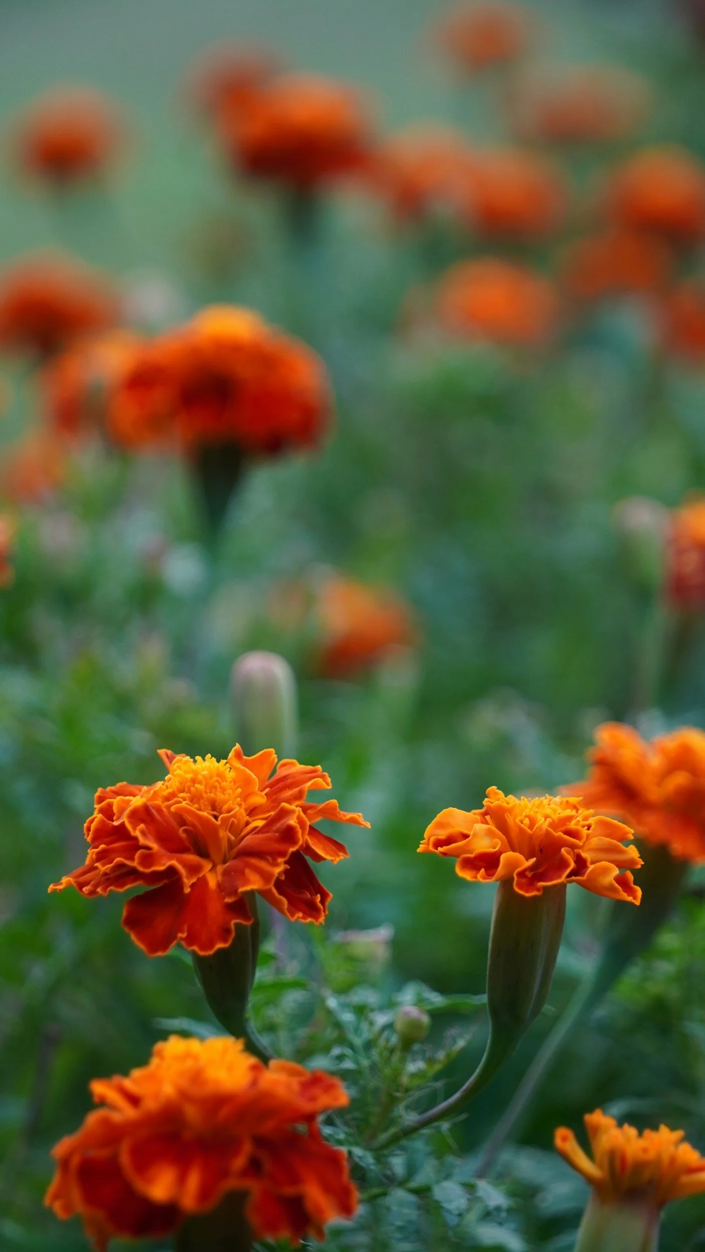 Close-up of vibrant orange marigold flowers in a garden with a blurred background.