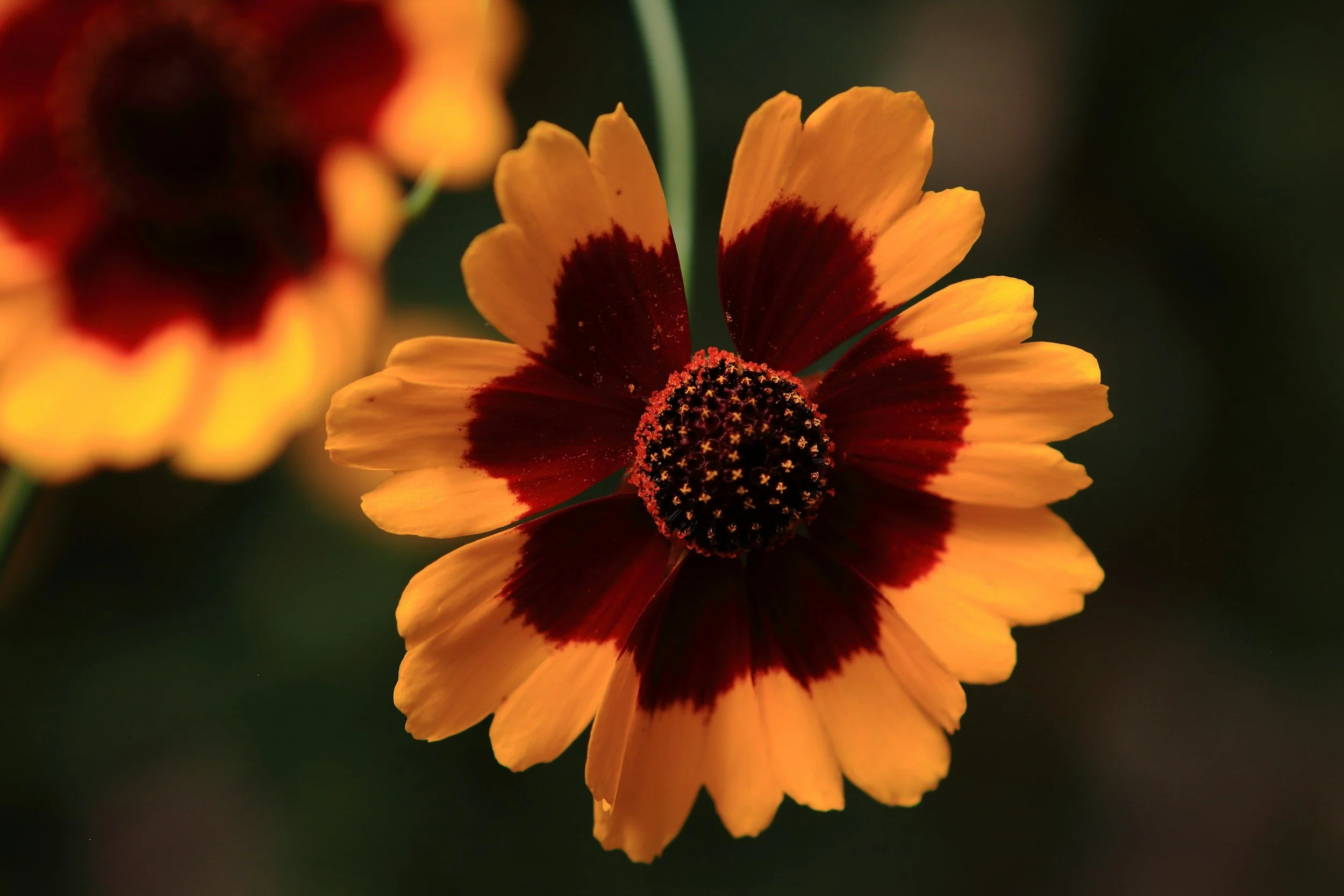 Close-up of a yellow and red flower with dark center, with blurred background.