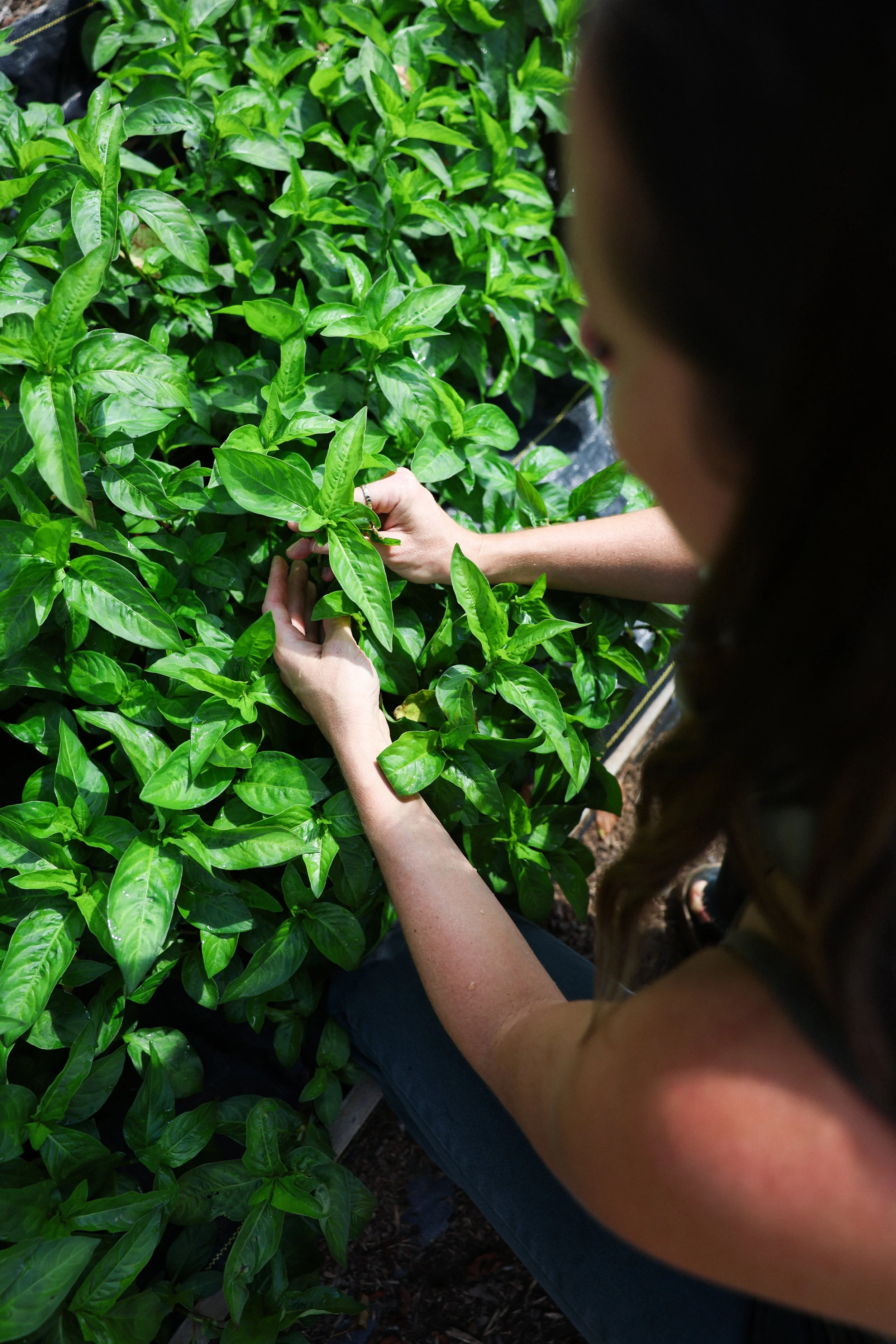 A person tending to lush green basil plants in a garden or greenhouse.