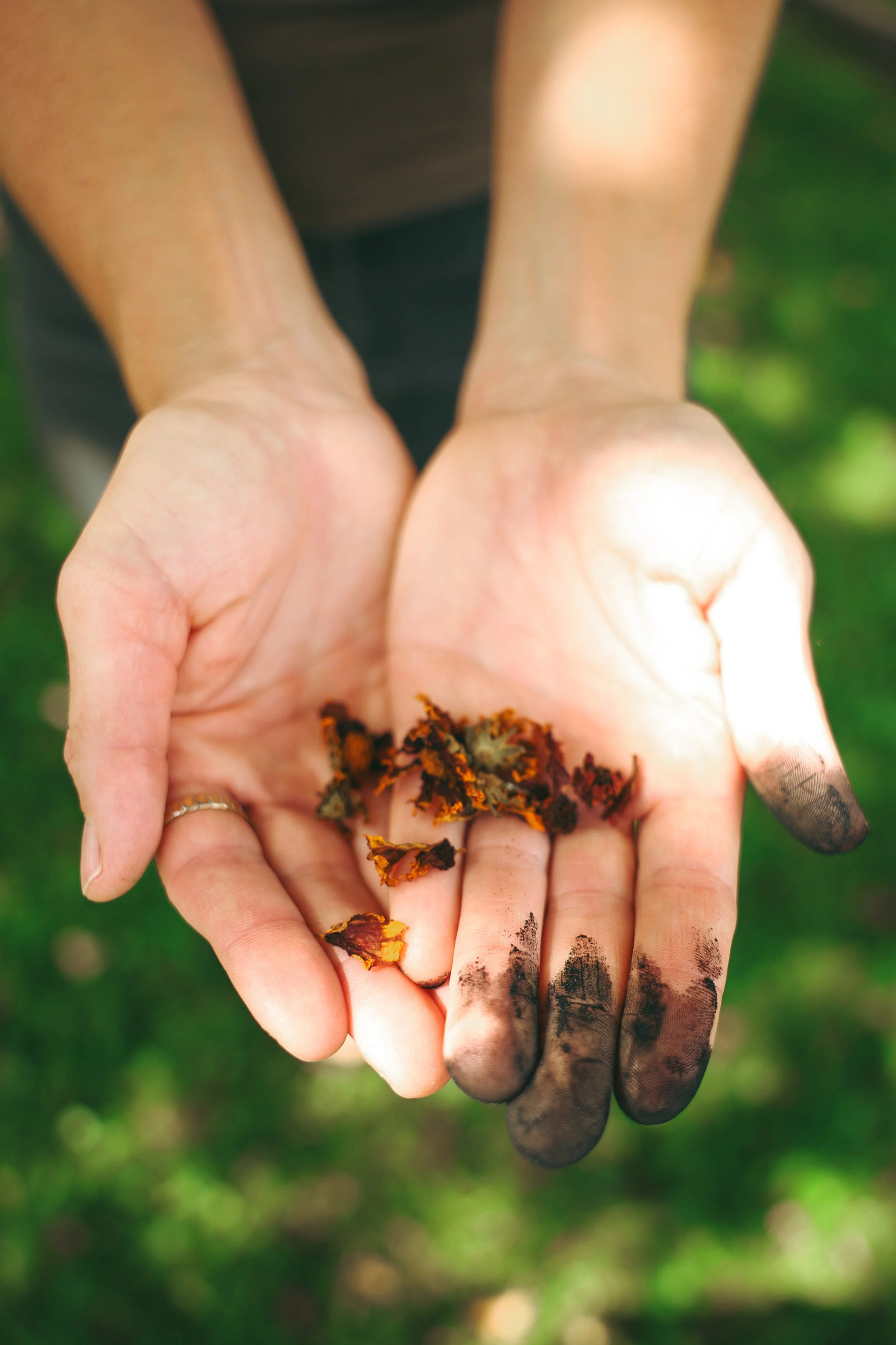 Person holding autumn leaves with fingers stained with dirt or soot, outdoors with green grass in the background.