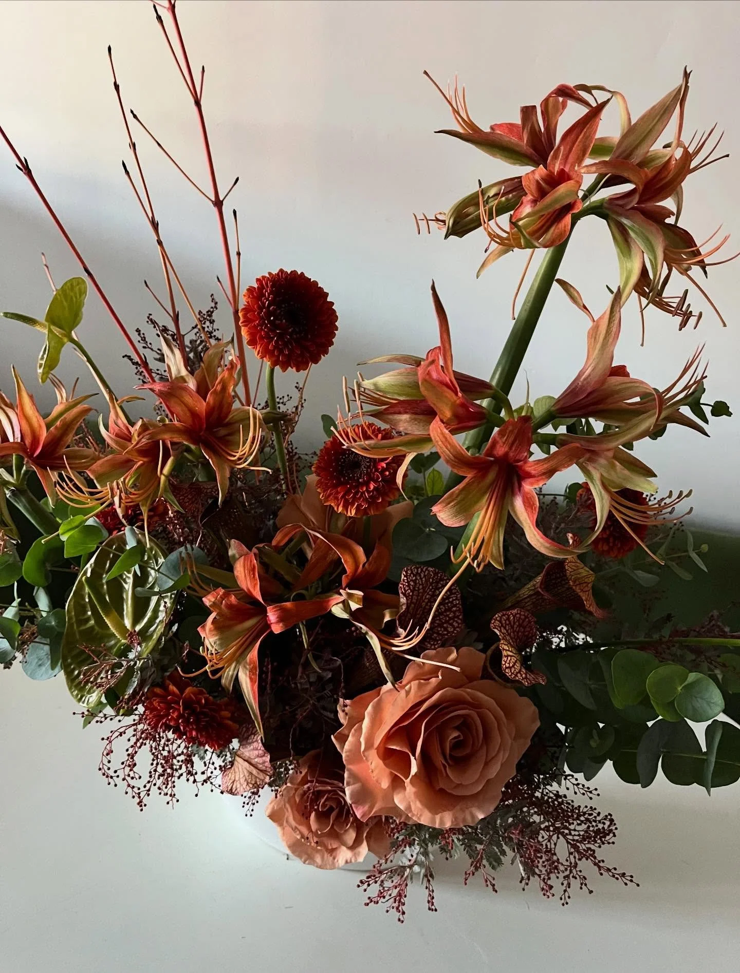 Amaryllis season has begun