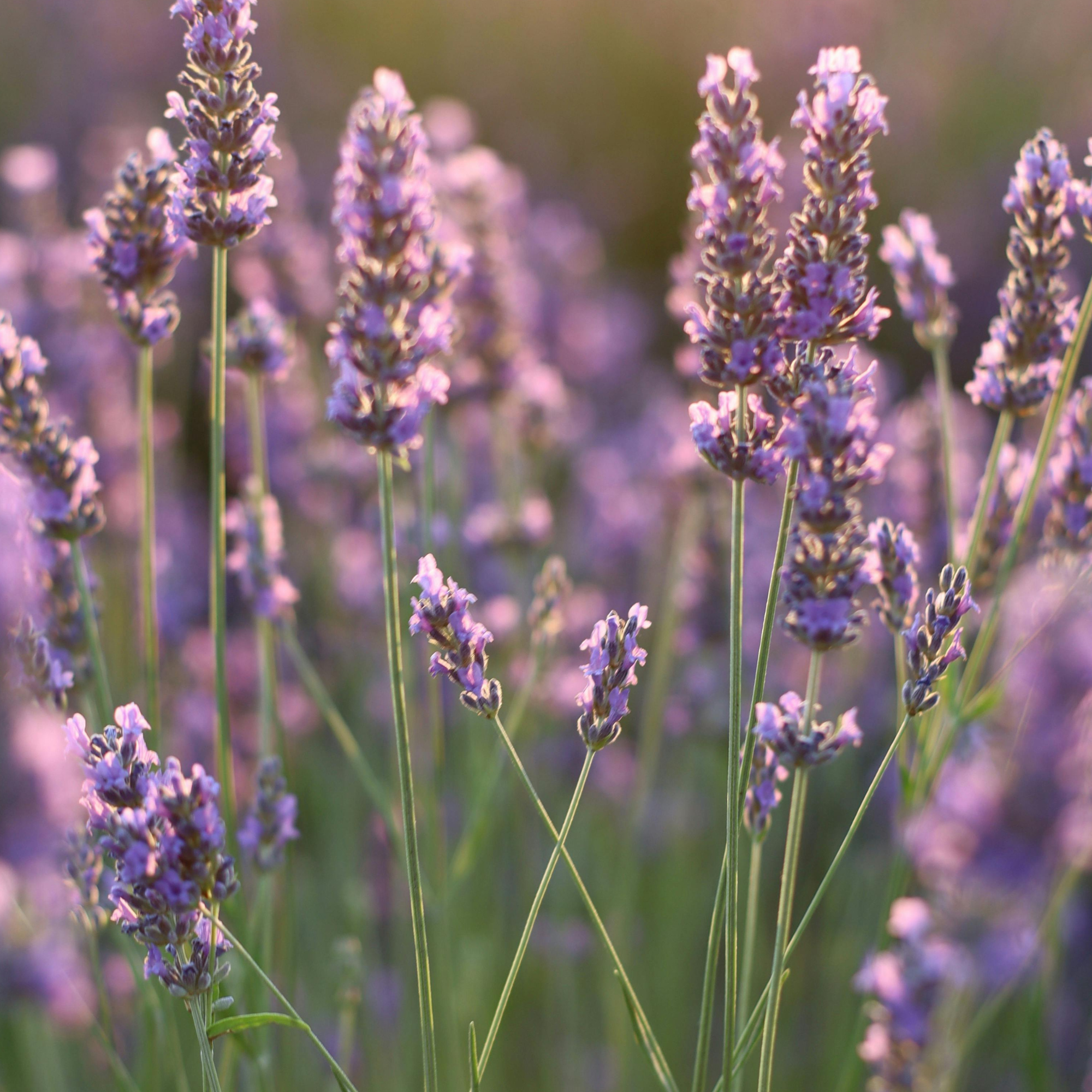 Lavender Flower Tincture