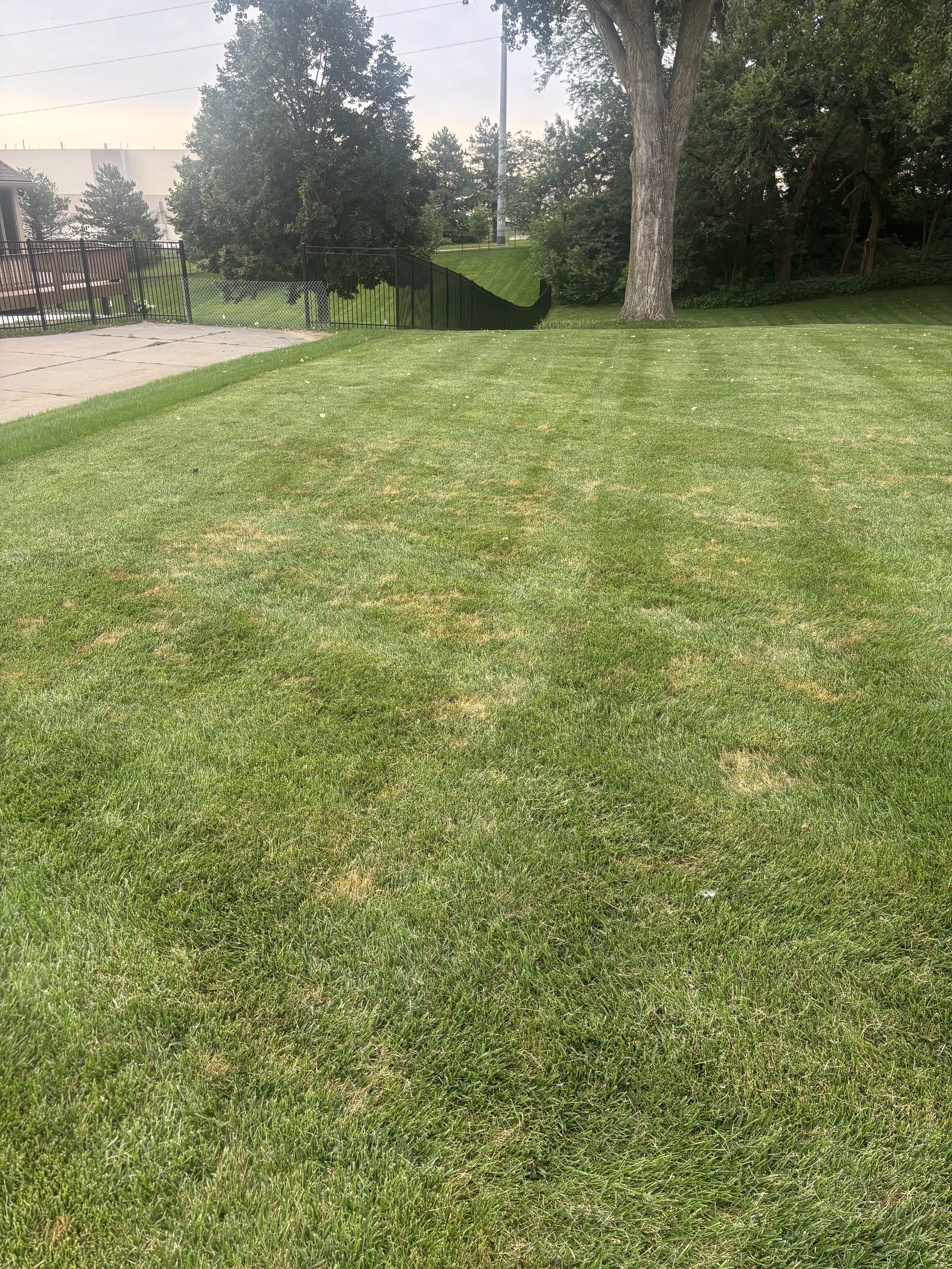 Is Your Lawn Sick or Just Thirsty? Common Summer Lawn Problems in Omaha and What to Do About Them