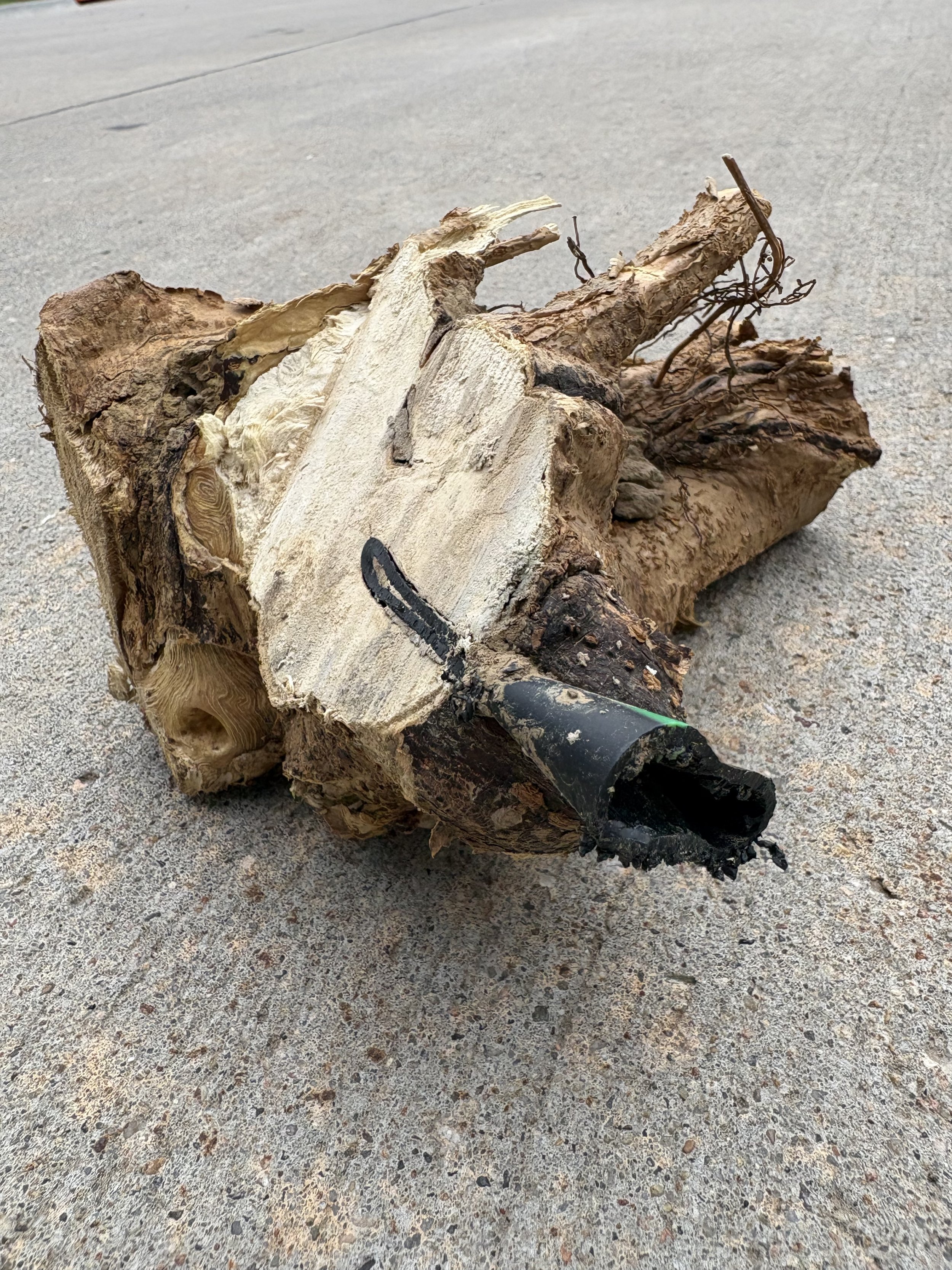 How Tree Roots Can Destroy Your Sprinkler System — And What to Do About It