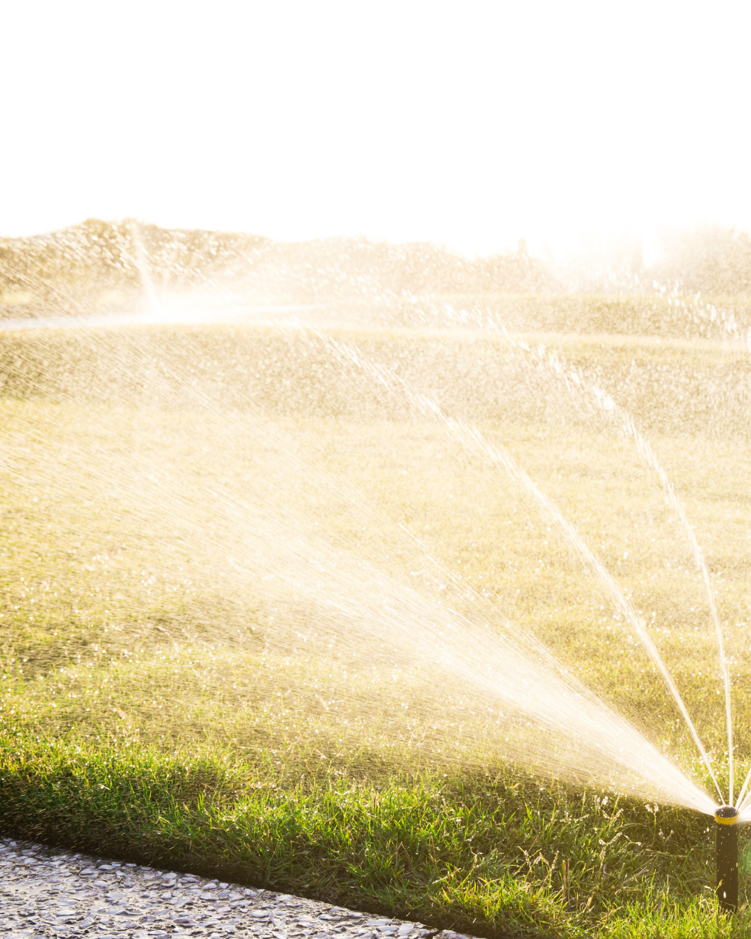 Should You Skip a Watering Cycle During a Heat Wave? What Omaha Homeowners Need to Know