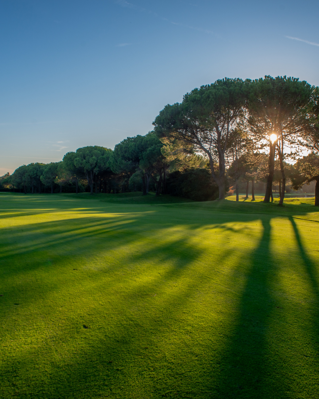 How to Prevent Lawn Fungus in Omaha's Summer Heat — What Golf Courses Know That Homeowners Don't