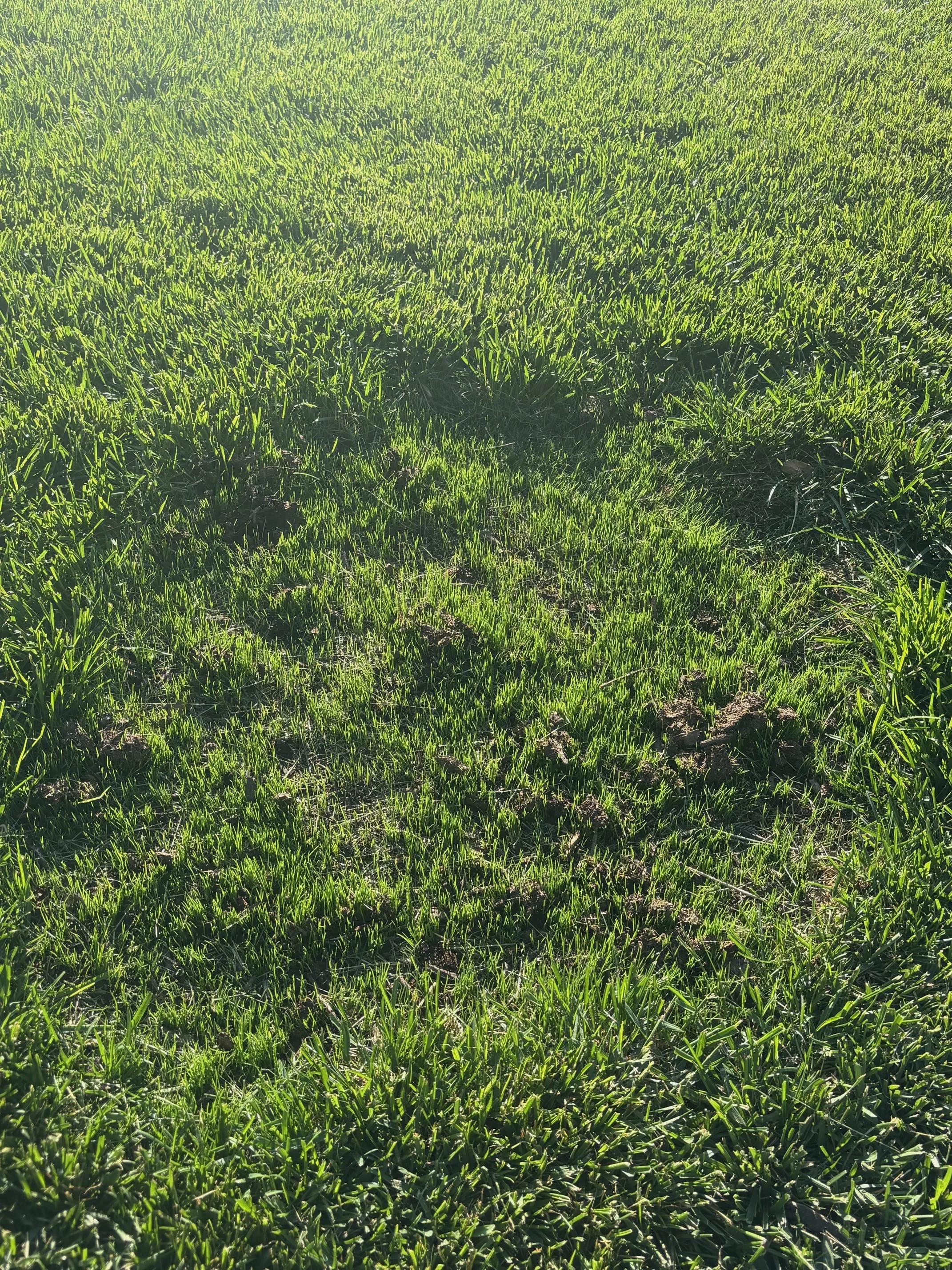 How to Water New Grass Seed — And Why Getting It Right Is Critical This Fall