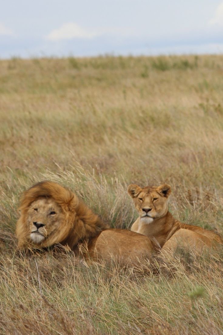 A lion and lioness rest together in tall, dry grass. The lion looks forward confidently, while the lioness gazes alertly to the side.