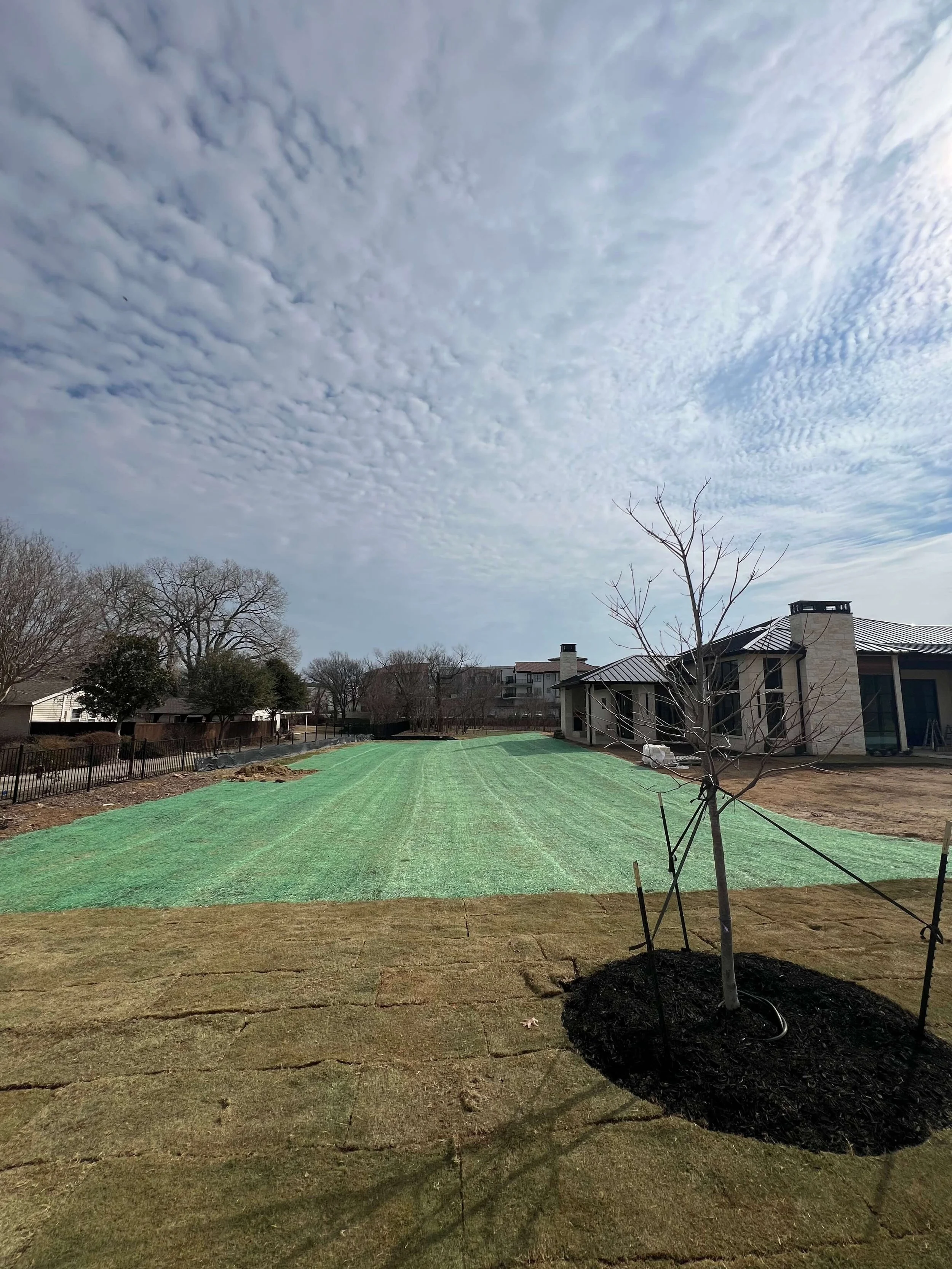 Newly landscaped backyard with freshly laid green sod, a small leafless tree, and a clear blue sky with scattered clouds.