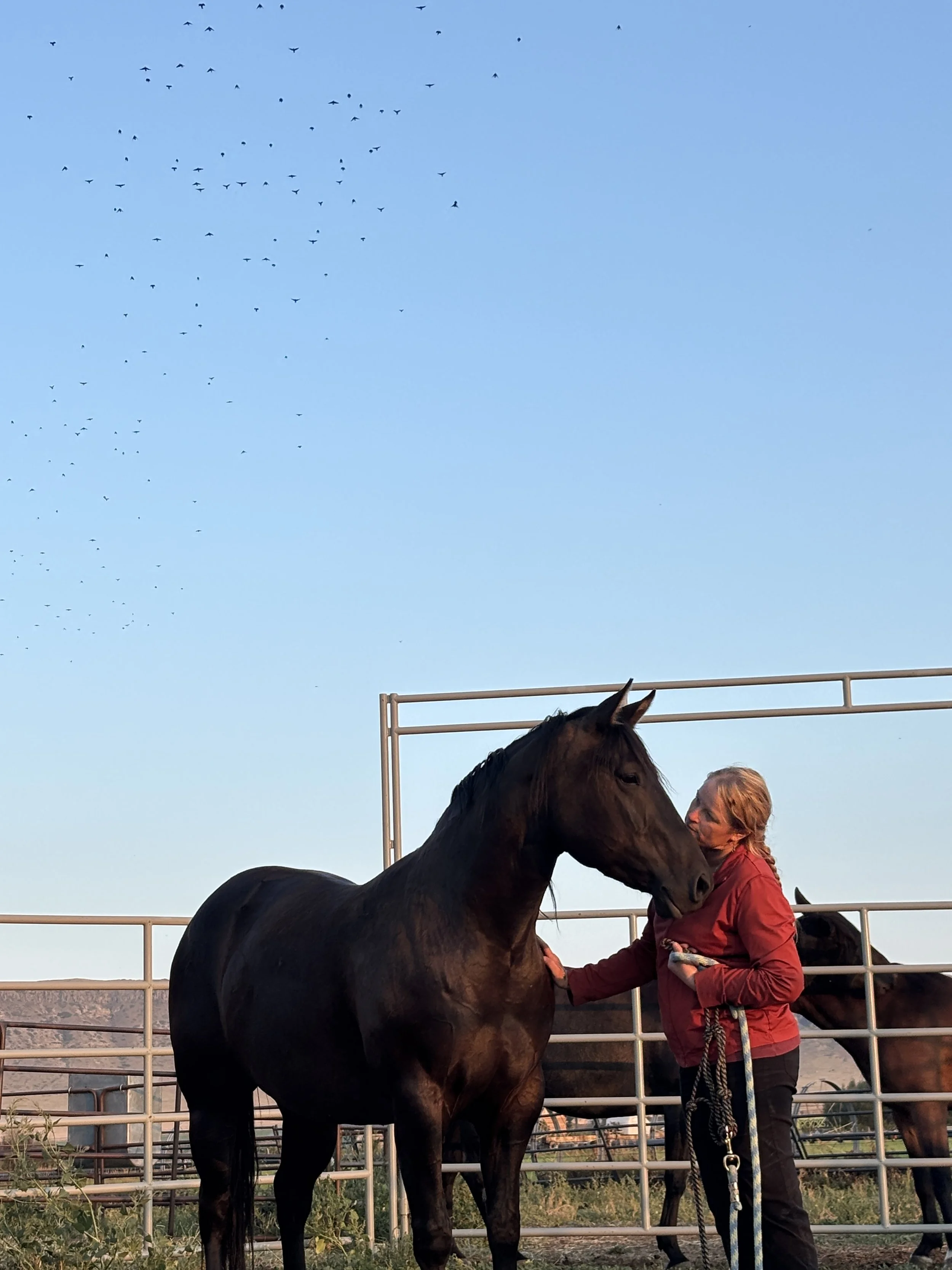 A woman wearing a red jacket and holding a lead rope is standing next to a dark brown horse with a shiny coat. They are in an outdoor riding arena with a metal fence. In the background, there is another horse and a clear sky with a flock of birds flying overhead.