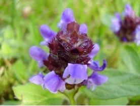 Selfheal