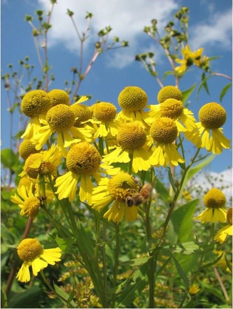 Sneezeweed.jpg