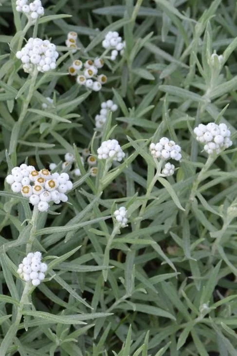 Pearly Everlasting