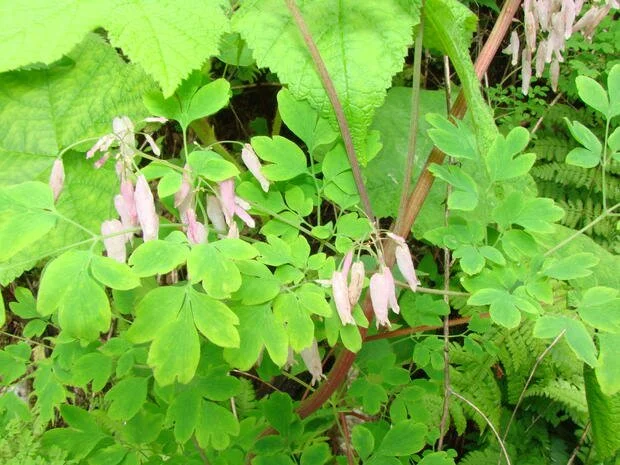 Allegheny Vine