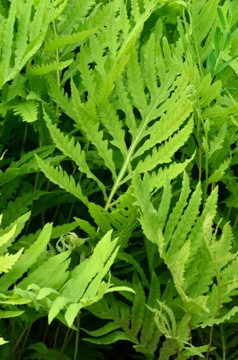 Sensitive Fern