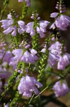 Obedient Plant