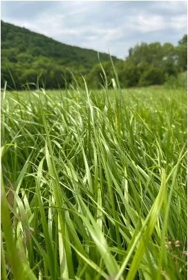 Sweet Grass