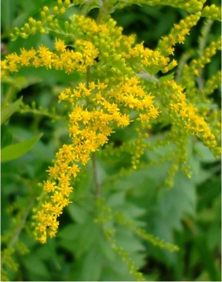 Wrinkle-leaved goldenrod.jpg