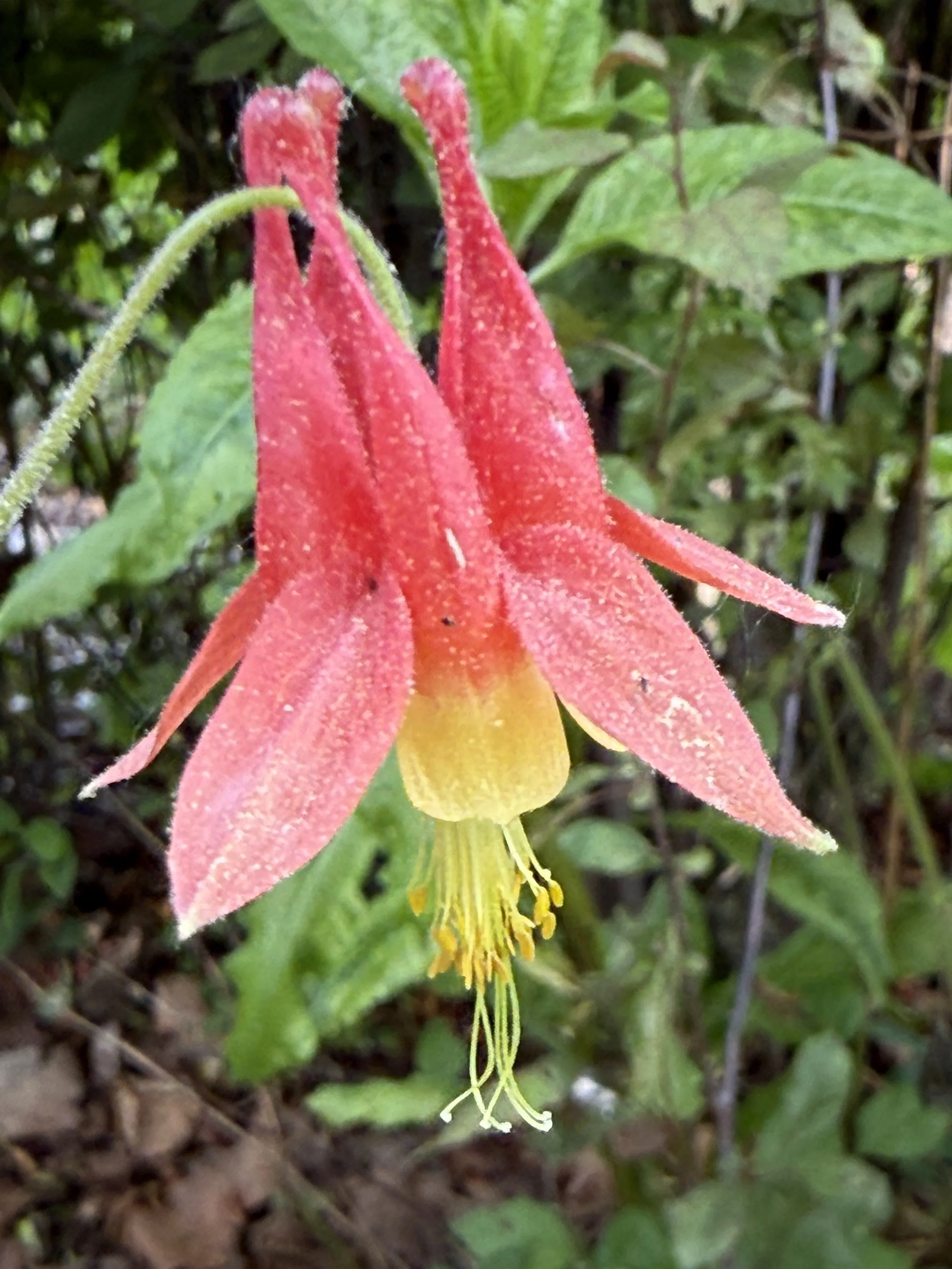 Columbine