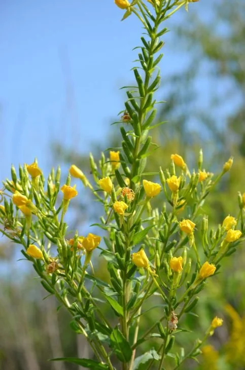 oenothera-biennis-common-evening-primrose_main_483x730.jpg