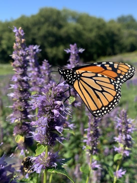 AGASTACHE.jpg