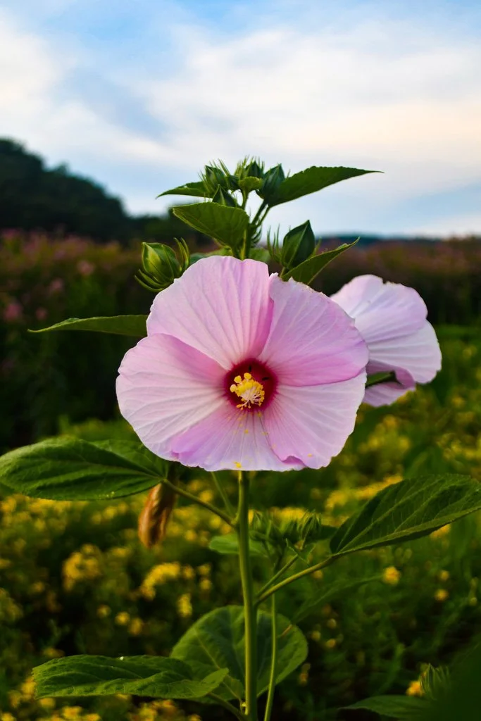 Swamp Rose Mallow