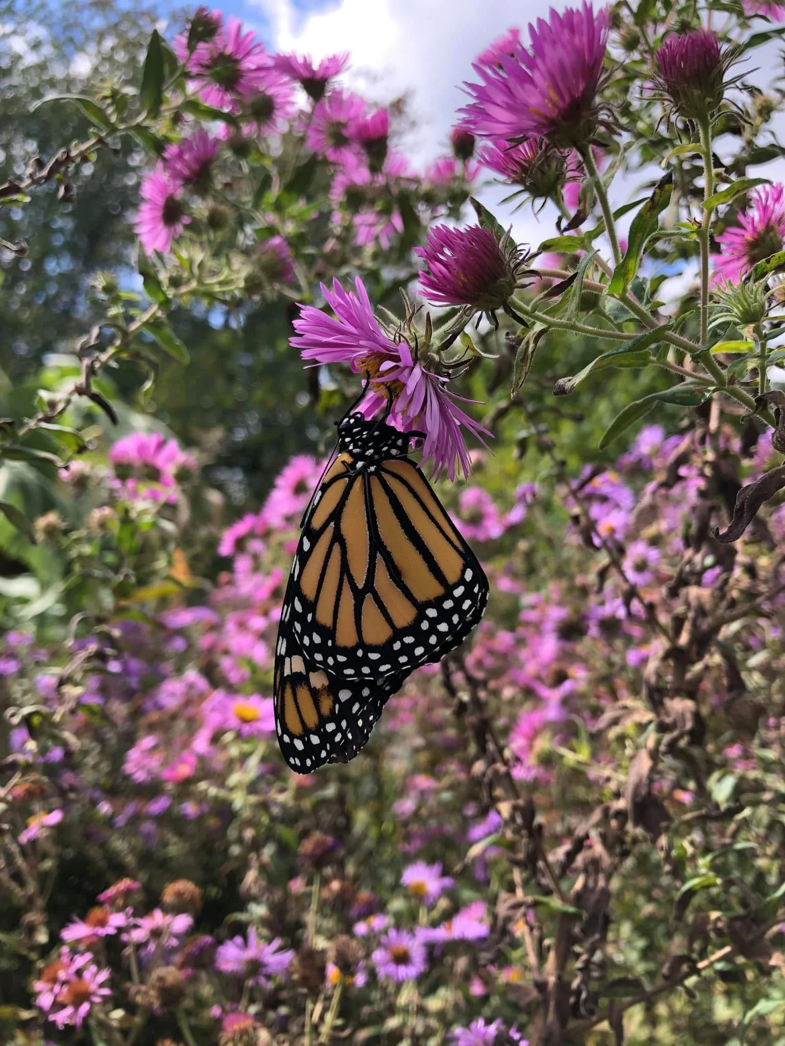 New England Aster