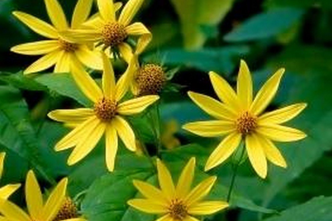 Thinleaf Sunflower