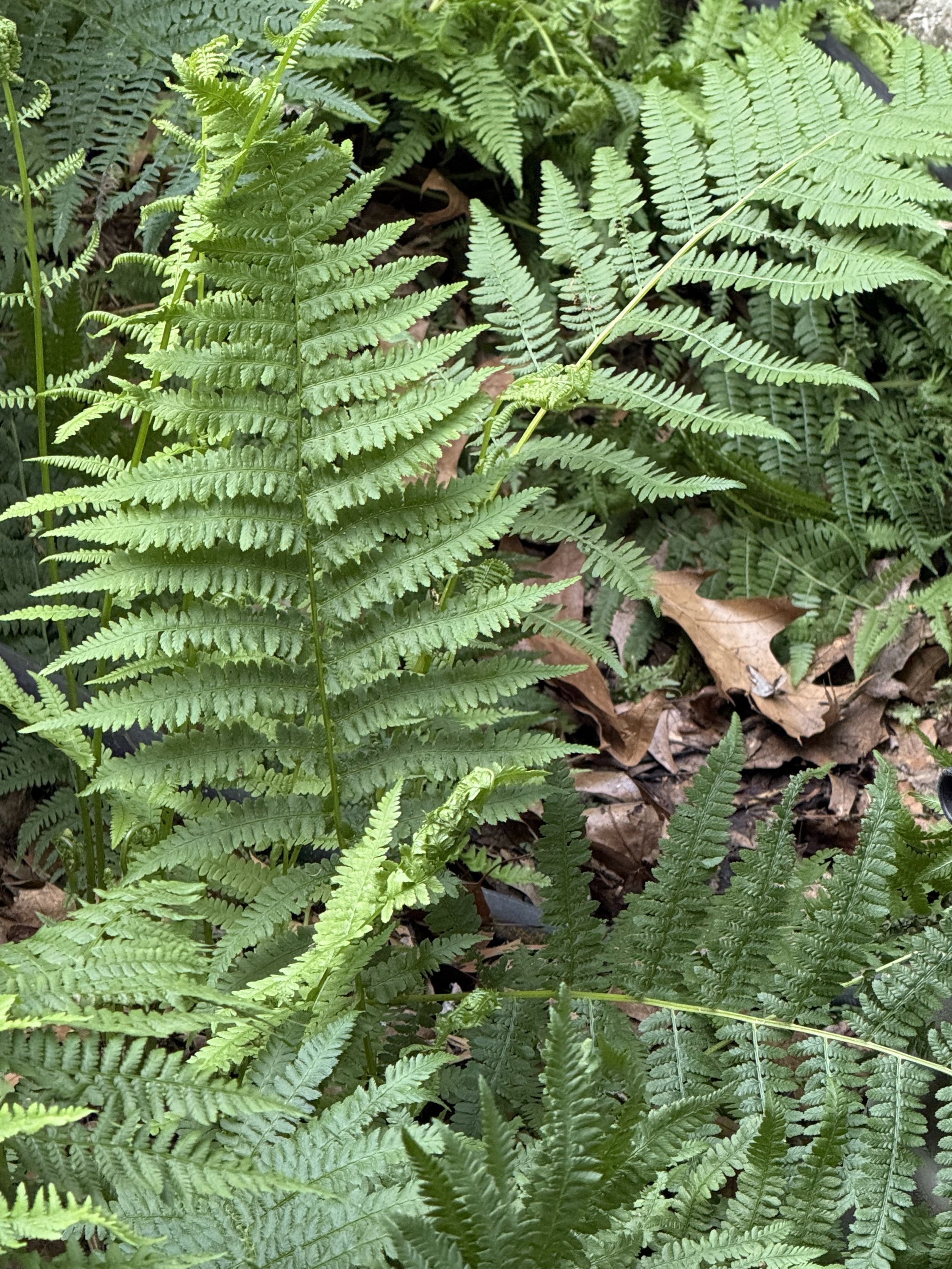 Lady fern.jpeg