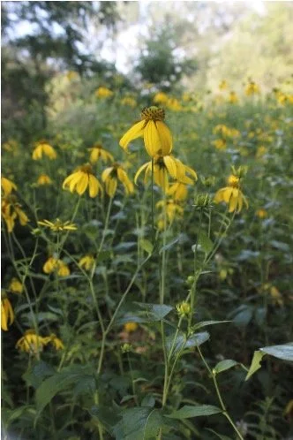Wild Golden Glow