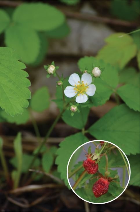 Wild Strawberry_1.jpg